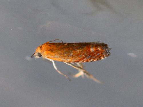 Lathronympha strigana